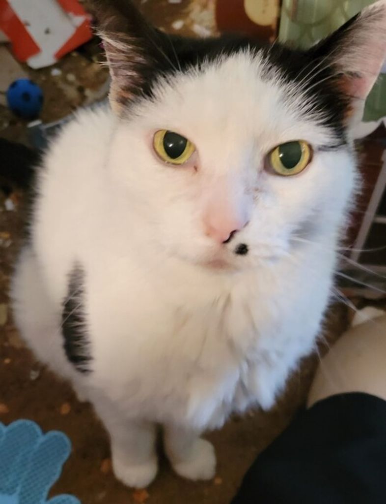Miss Kitty .
