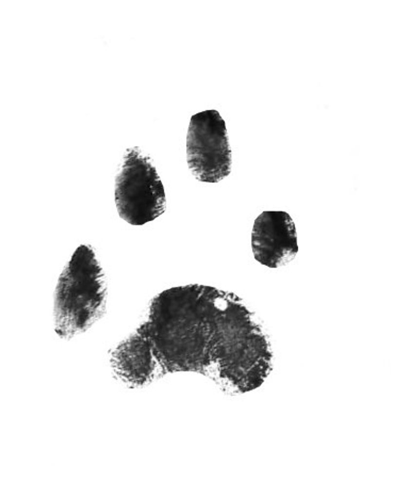 Buzz Punch Profile Photo