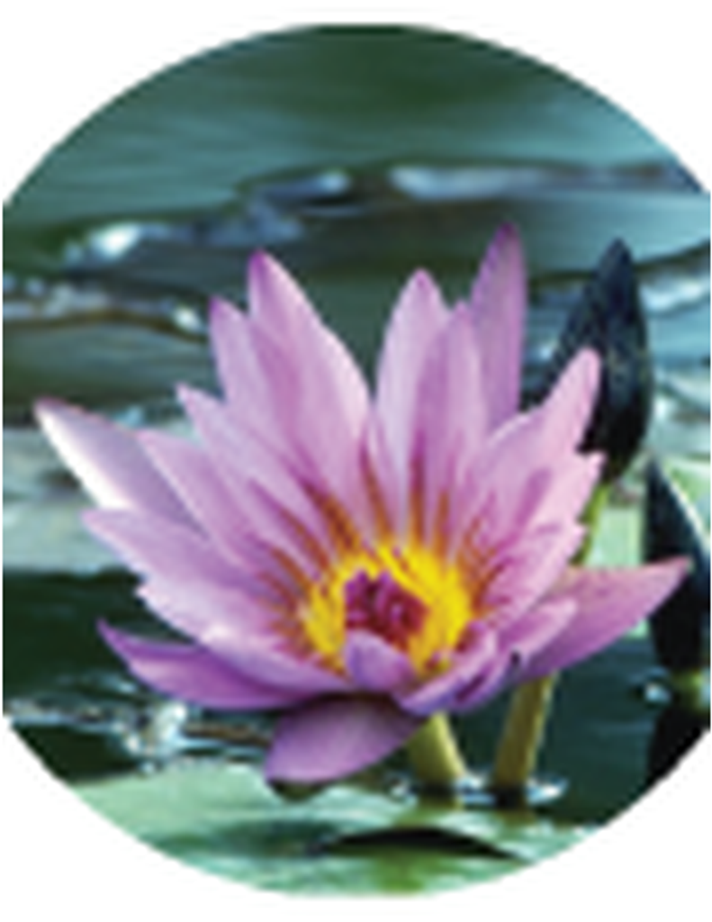 Brenda Collen (Robinson) Shaw