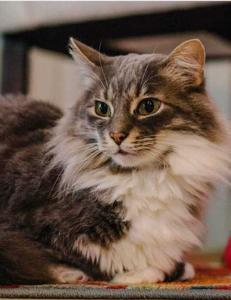Gizmo Godfrey Profile Photo
