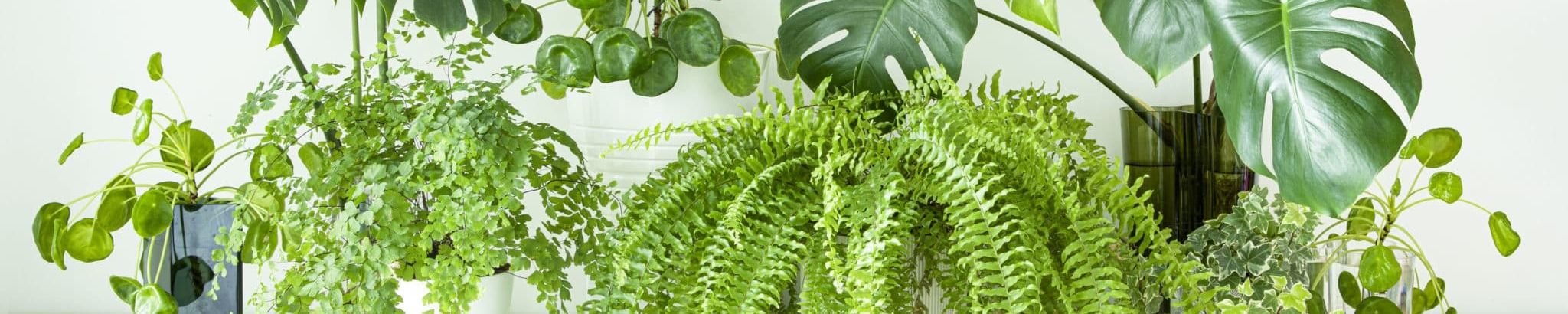 Cover for Daniel L. Stapleford's Obituary