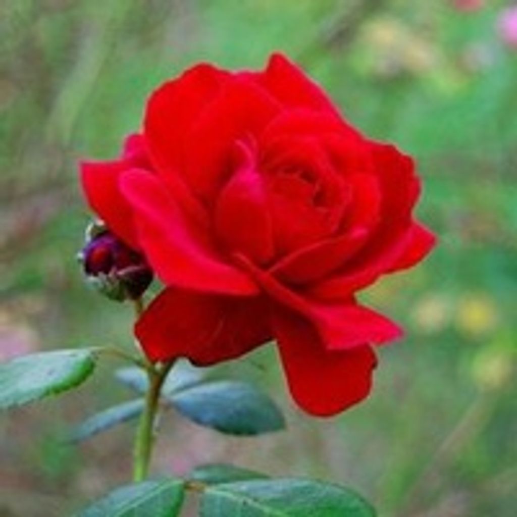 Thelma Jean Branson Profile Photo