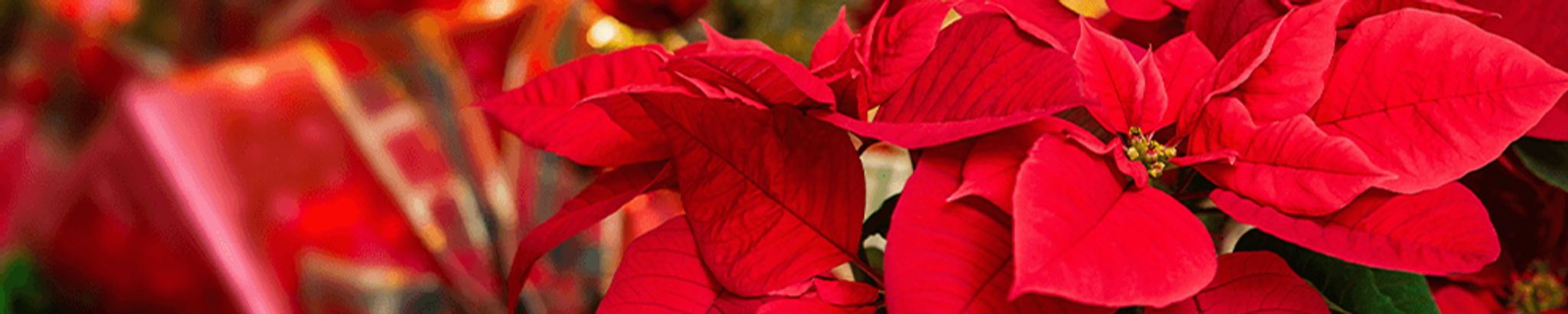 Cover for Robin Elisha Johnson's Obituary