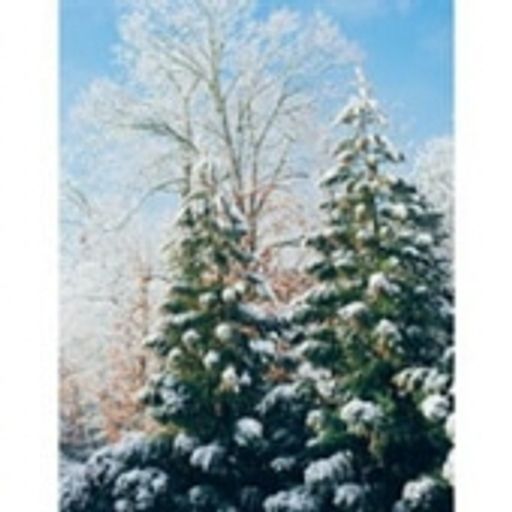 Lorayne D. Edwards photo gallery thumbnail 2 of 2