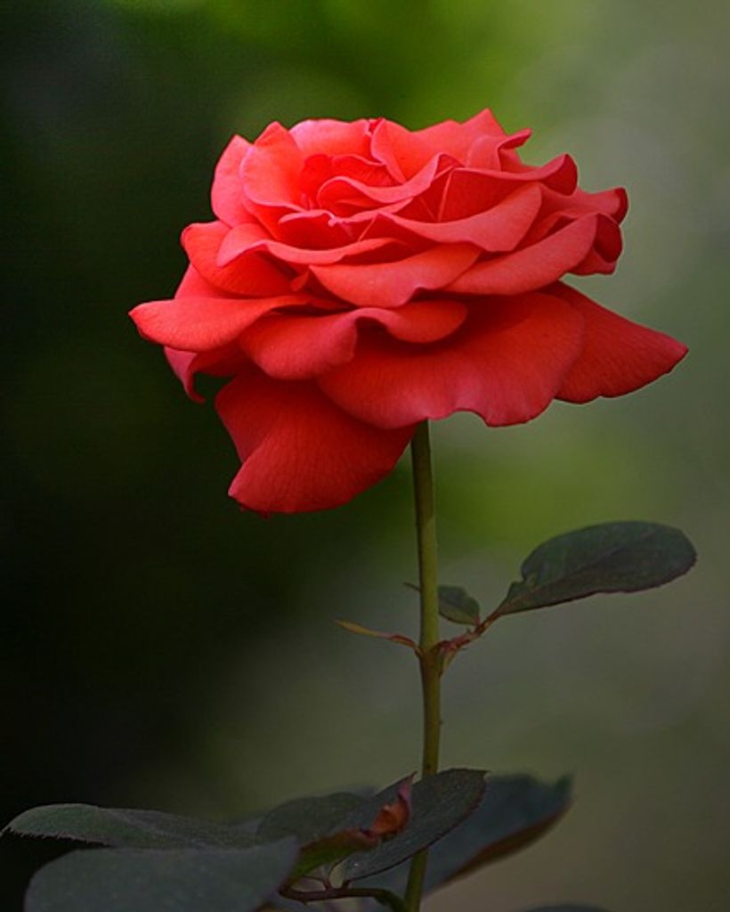 Irina Kamp Profile Photo