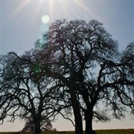 Earl Fredrick Simpson Profile Photo