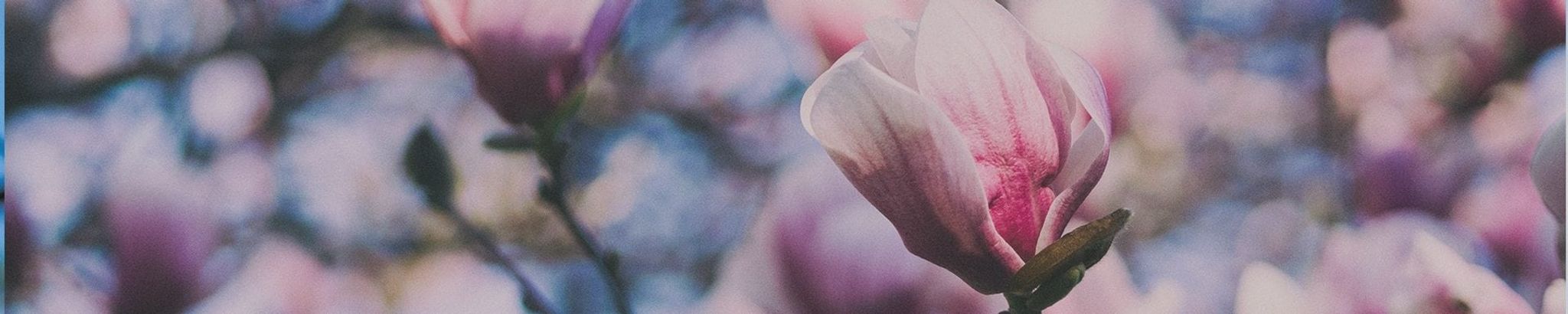 Cover for Jessica Jordan Tolbert's Obituary