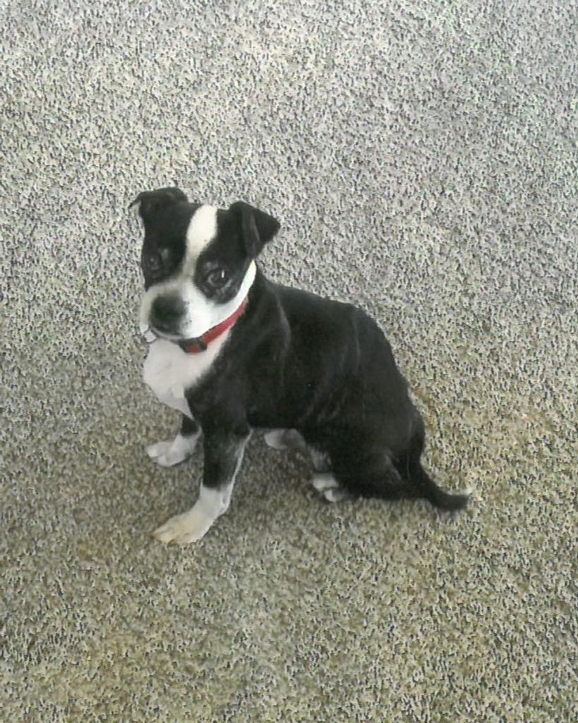 Louie Profile Photo