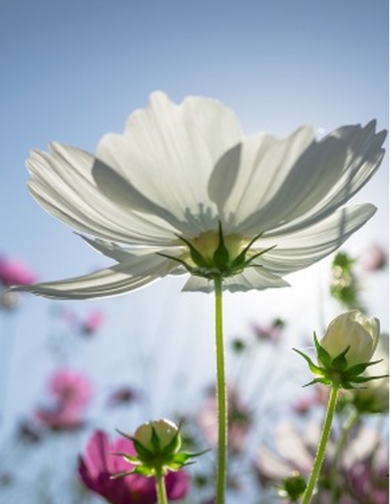 Joanna Matthews-Peed