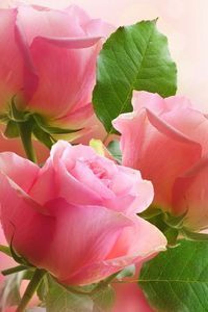 Baby Carmen Michelle Maier Profile Photo