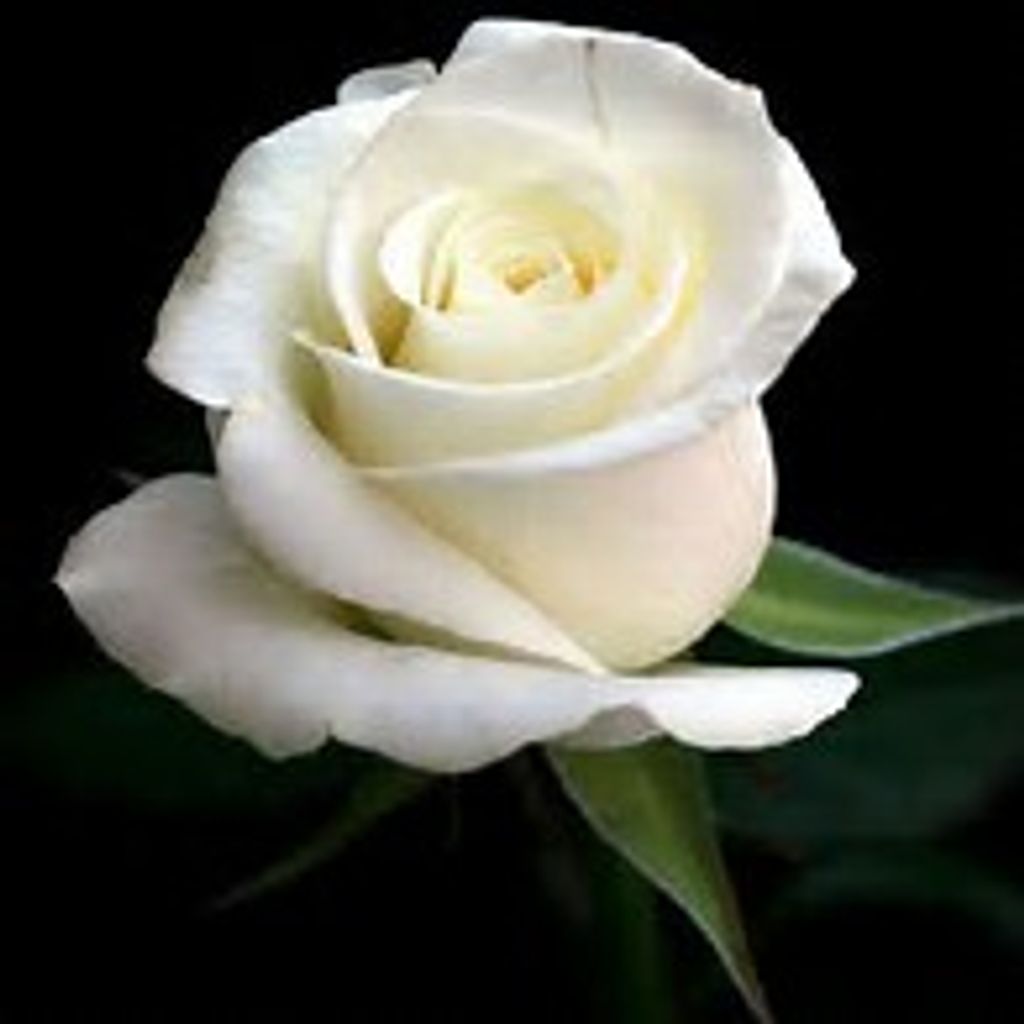 Rosa Washington