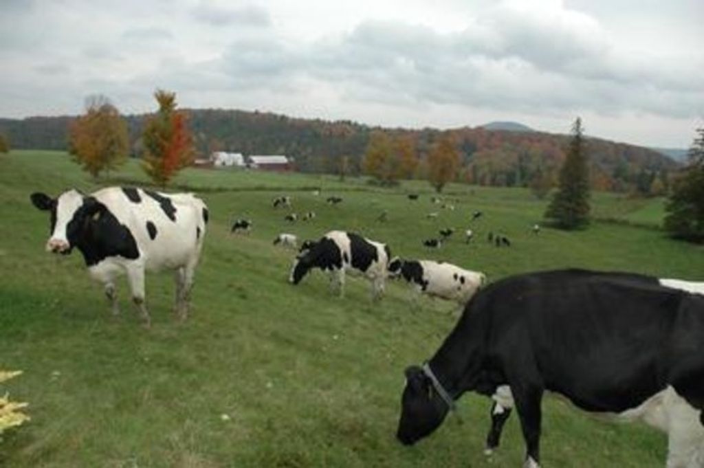 Mary Elizabeth Bliss