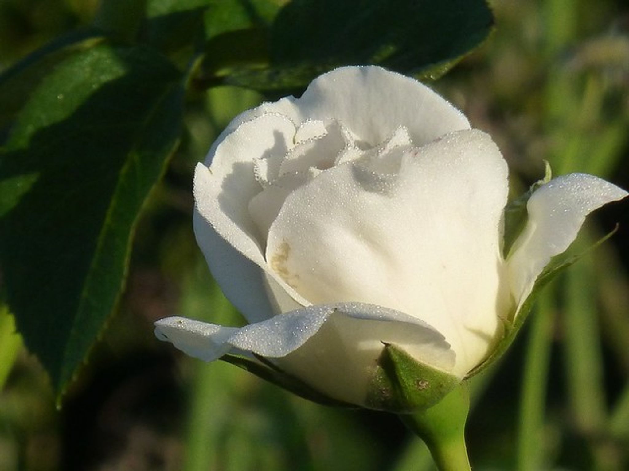 Cover photo for Alisa Doe's Obituary