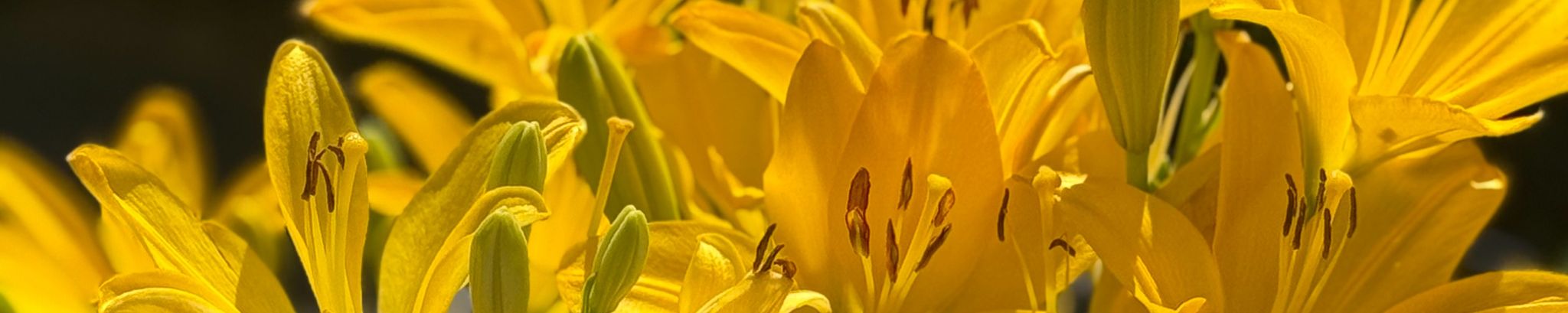 Cover for Karen M. Pacheco's Obituary