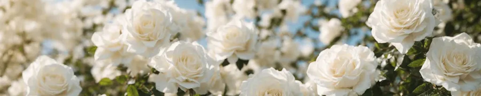 Cover for Emma W. Jordan's Obituary