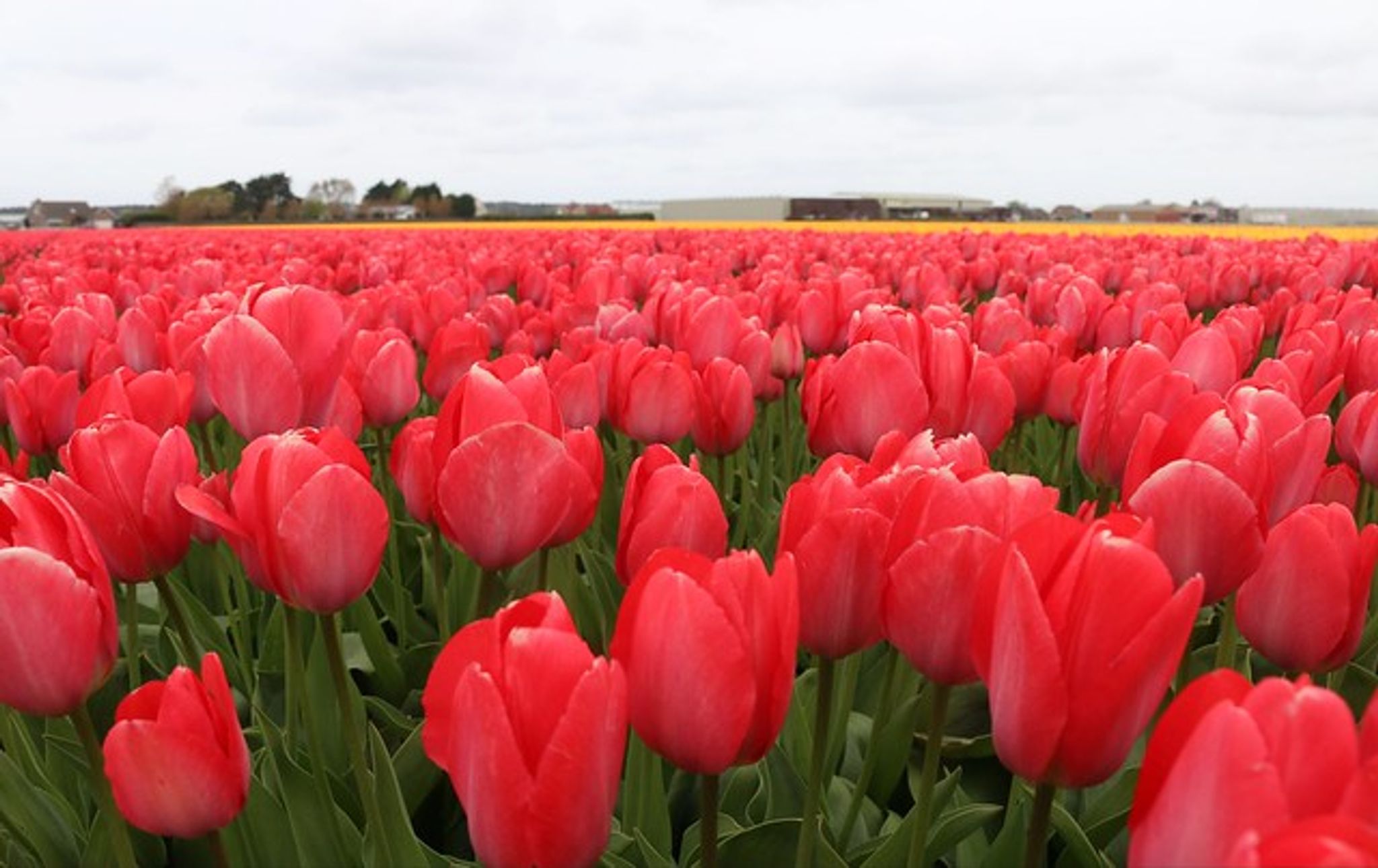 Cover for Barbara Van Wyngaarden Ray's Obituary