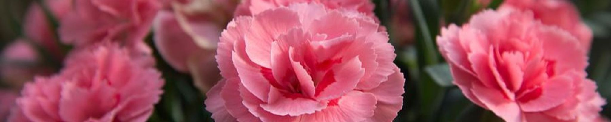 Cover photo for Sandra K Downer's Obituary