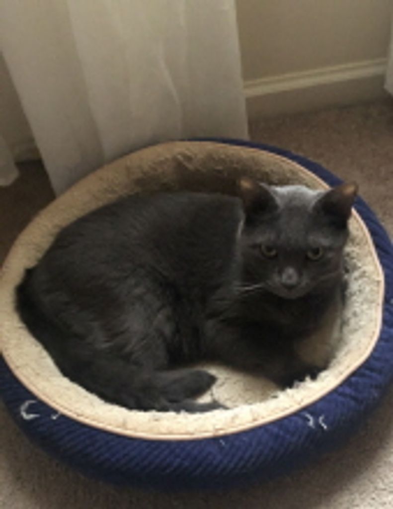 Rocko Stubing Profile Photo
