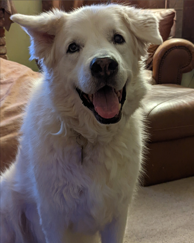 Apollo Profile Photo