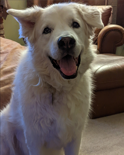 Apollo's obituary image