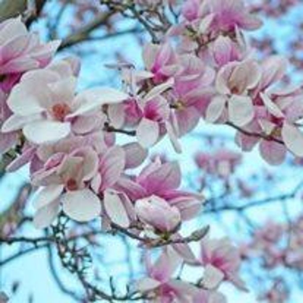 Marjorie E. Dillingham