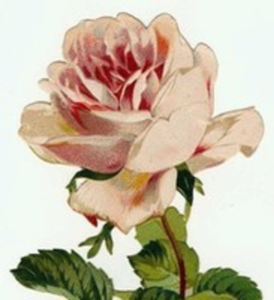 June Krohn