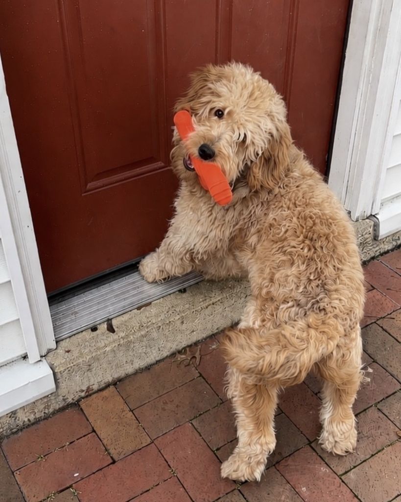 Louie Stollings Profile Photo