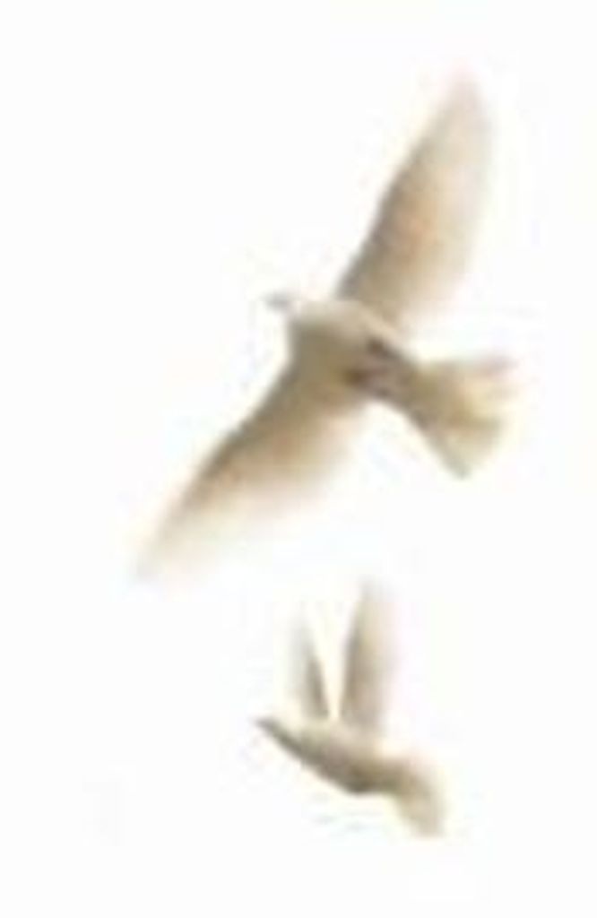 Carolyn Mills Phillips Profile Photo