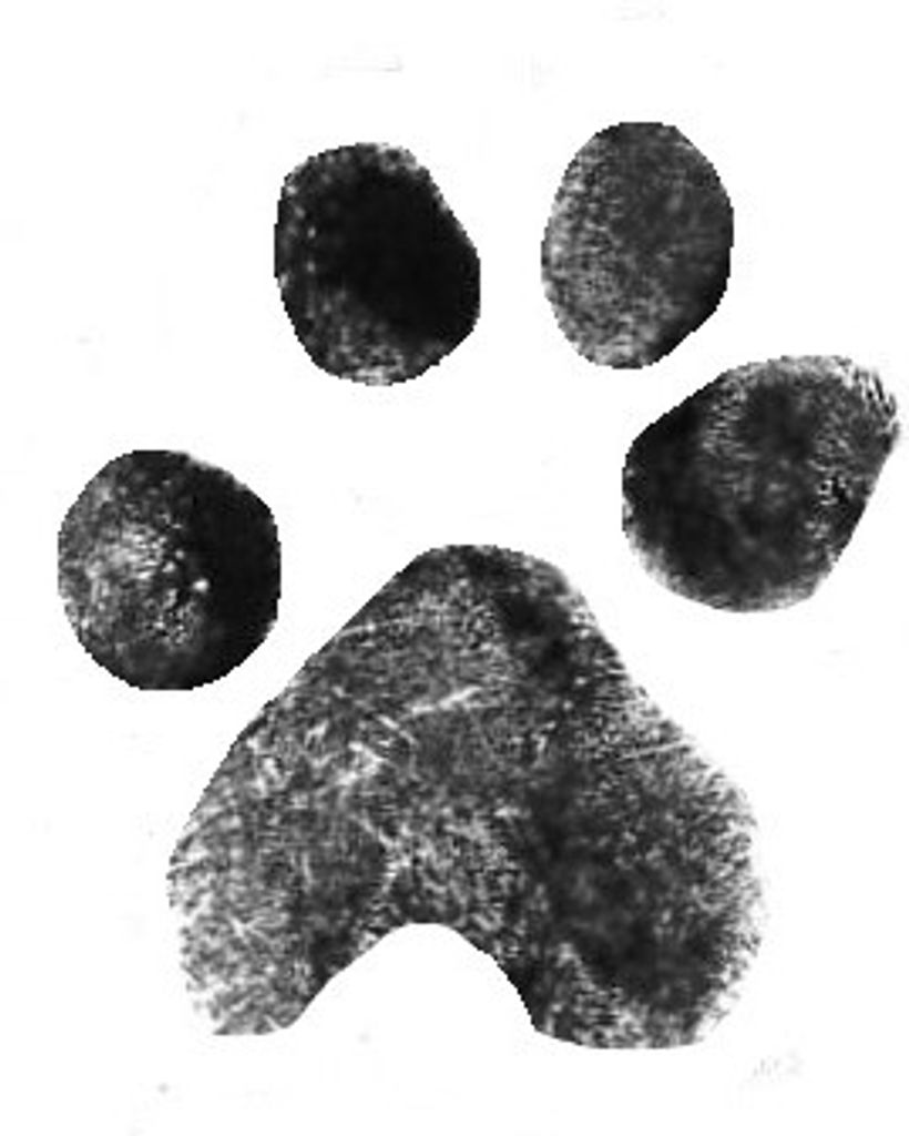 O'Riley Smith Profile Photo