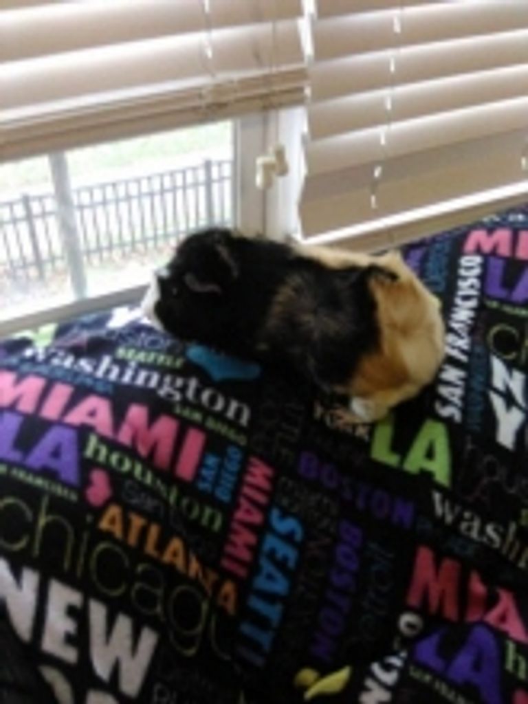 Nibbles Hornof Profile Photo