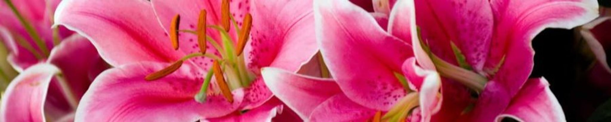 Cover photo for Lynda Leann Mayo's Obituary