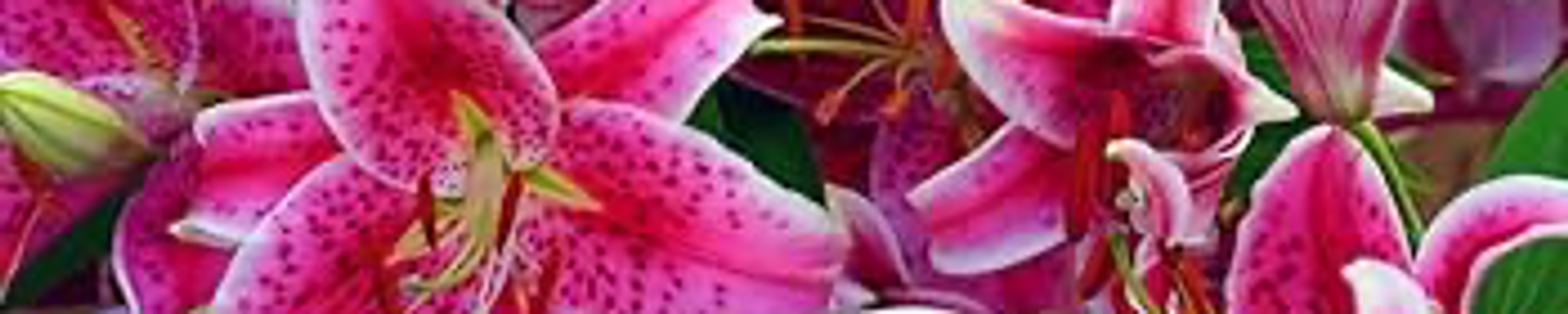 Cover for Germaine Thomas's Obituary