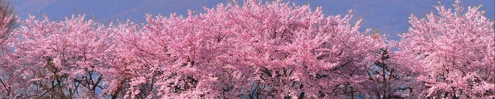 Cover photo for Catherine Elizabeth Roach's Obituary