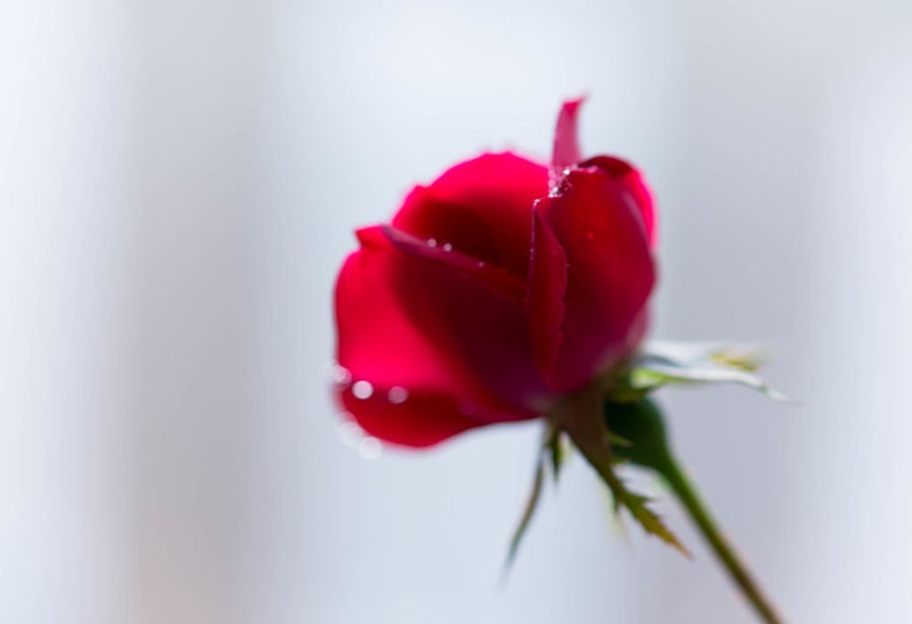 Charles Charlton Profile Photo