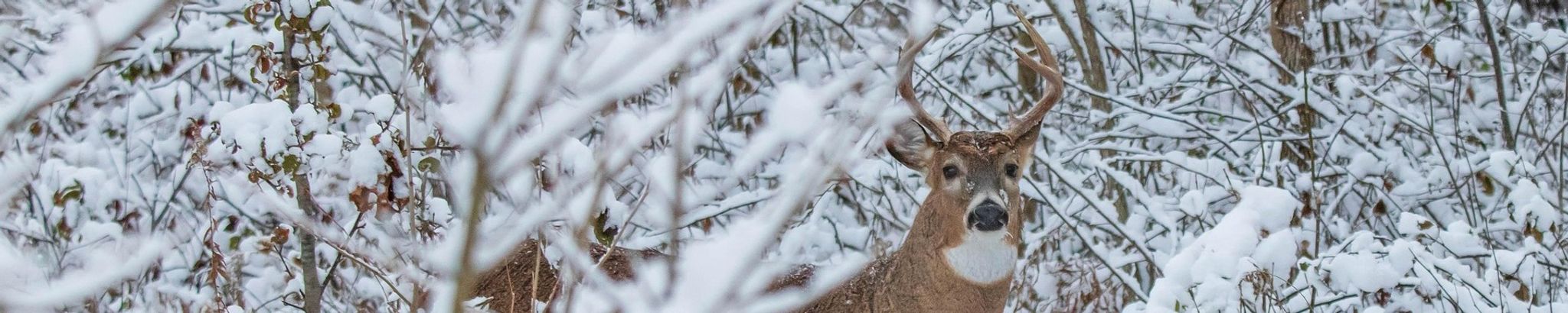 Cover for David "Red" Hadley's Obituary