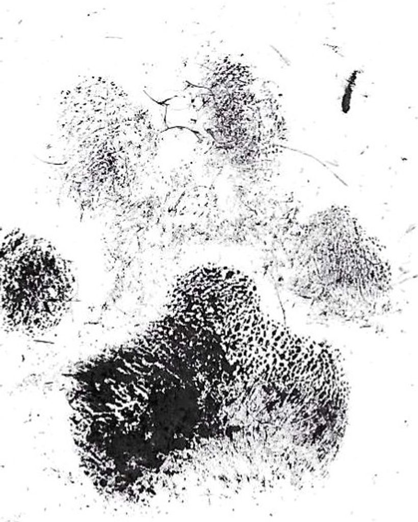 Dex Holt Profile Photo