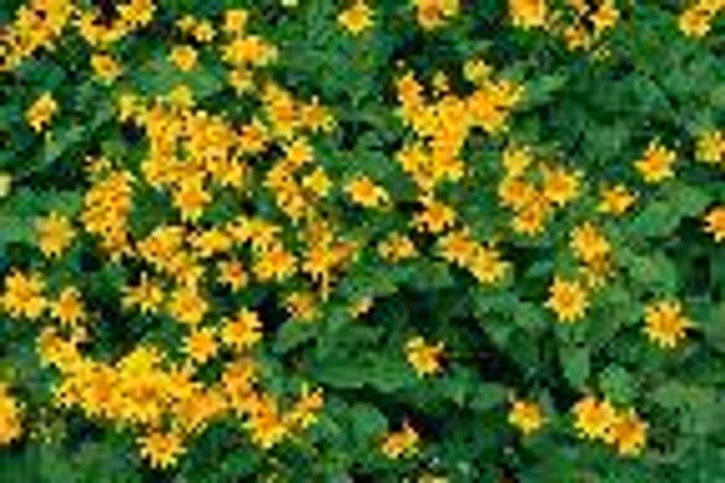 Doylene Livesay  Knight