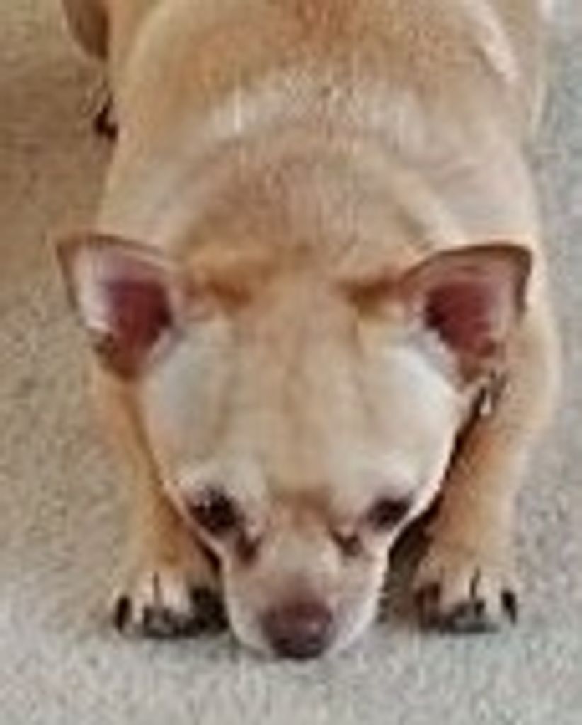 Opie Ortiz Profile Photo