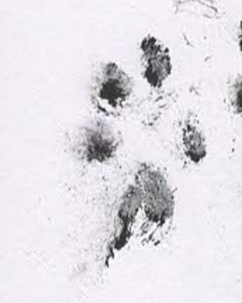 Nully Pough Profile Photo