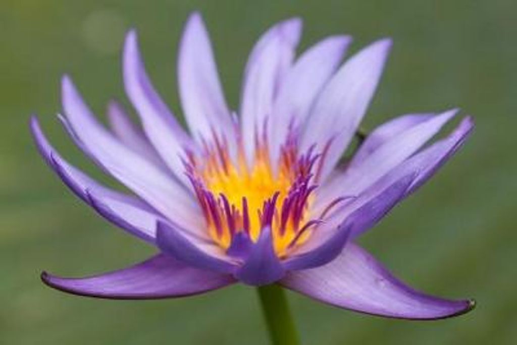 Irma M Kuhnke Profile Photo