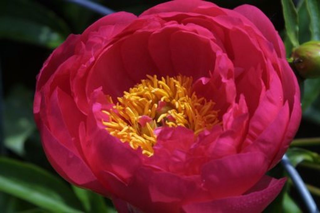 Diane Mcleod