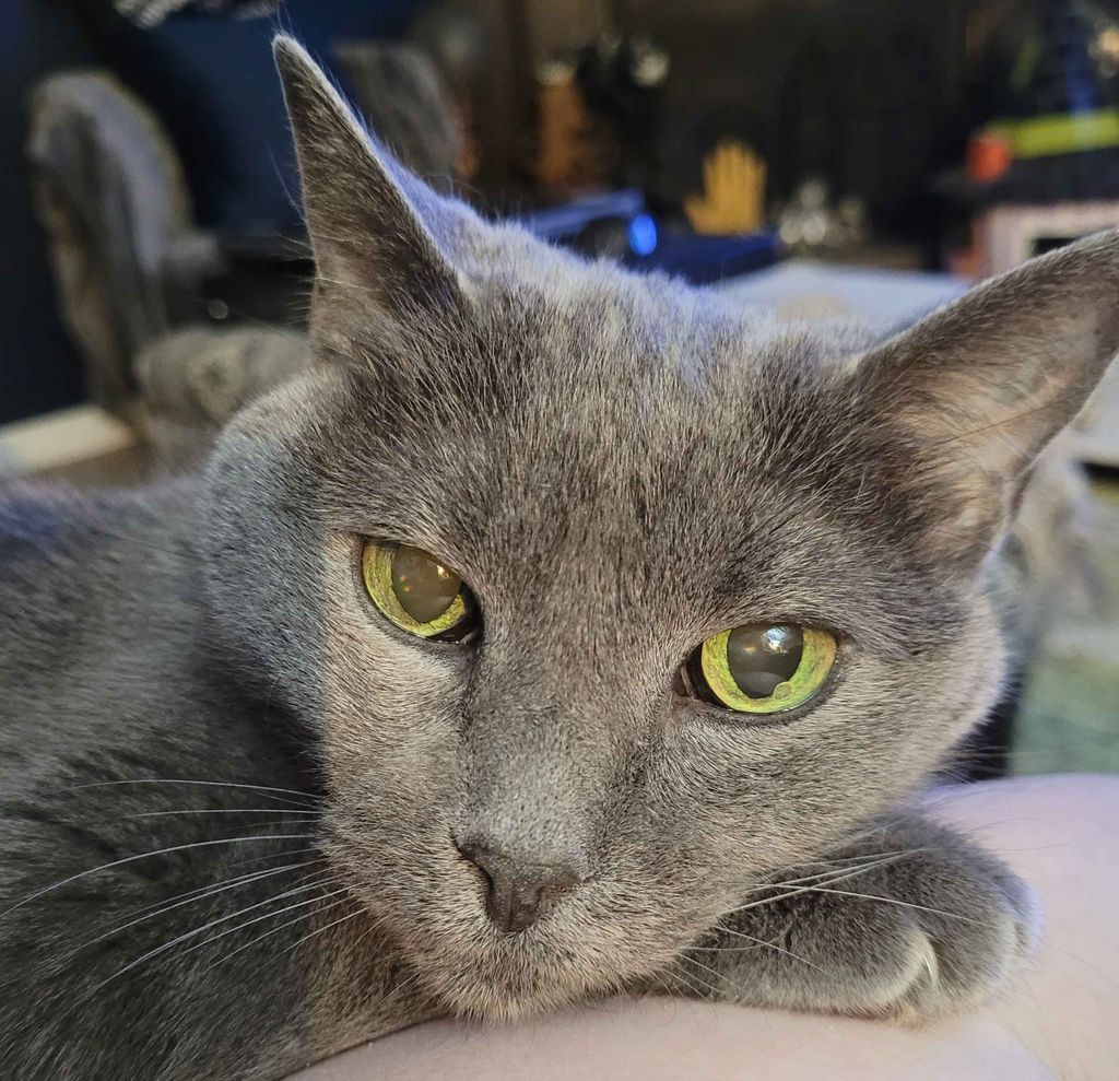 Persephone Profile Photo