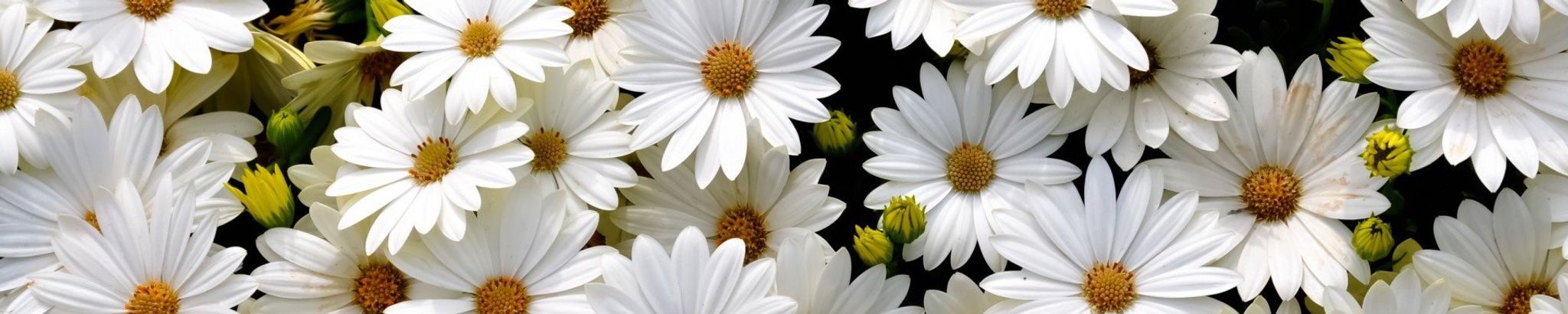 Cover for Doris E. Strait's Obituary