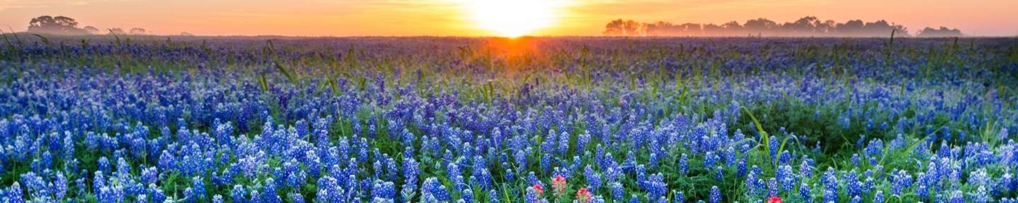 Cover for Nelda Marie Maxwell Riddle's Obituary