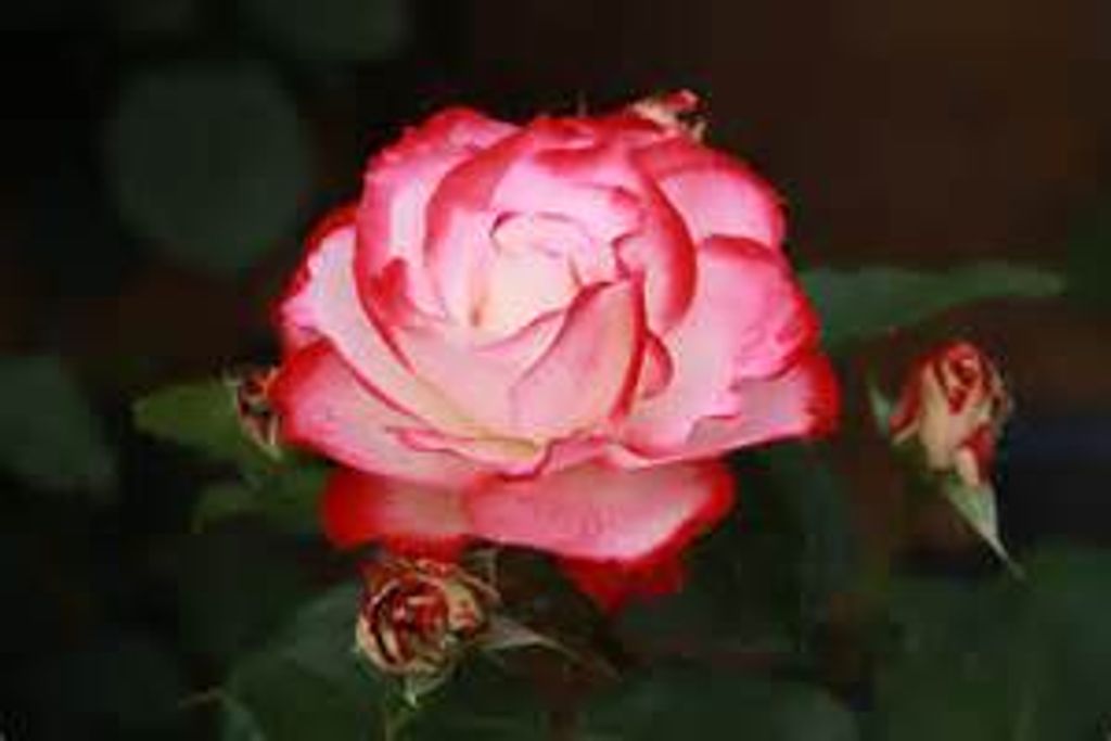 Mary M. Carroll