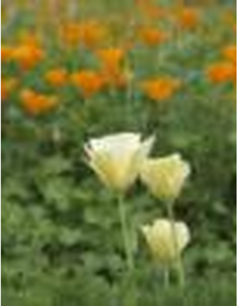 Olene Winfrey Richardson