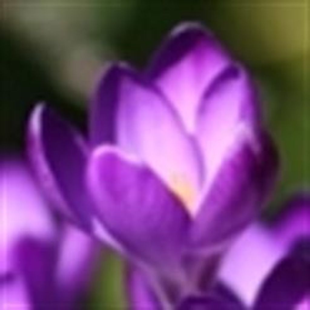 Diana Ingram Profile Photo