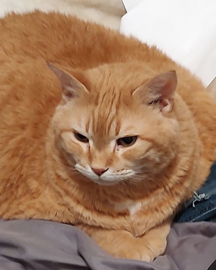 Tiger Turner Profile Photo