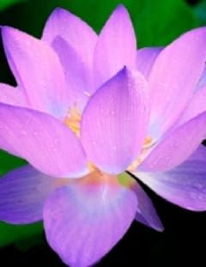 Rosa Lee Baty Profile Photo