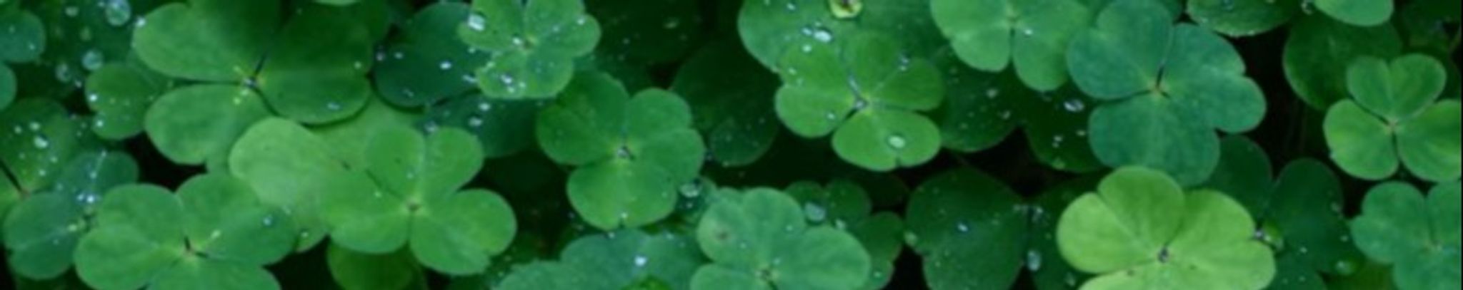 Cover for Thomas O'Callahan's Obituary